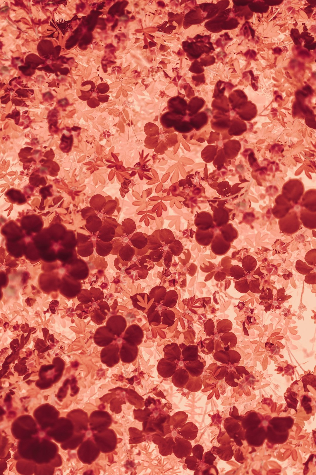 Hematoloji kavramı