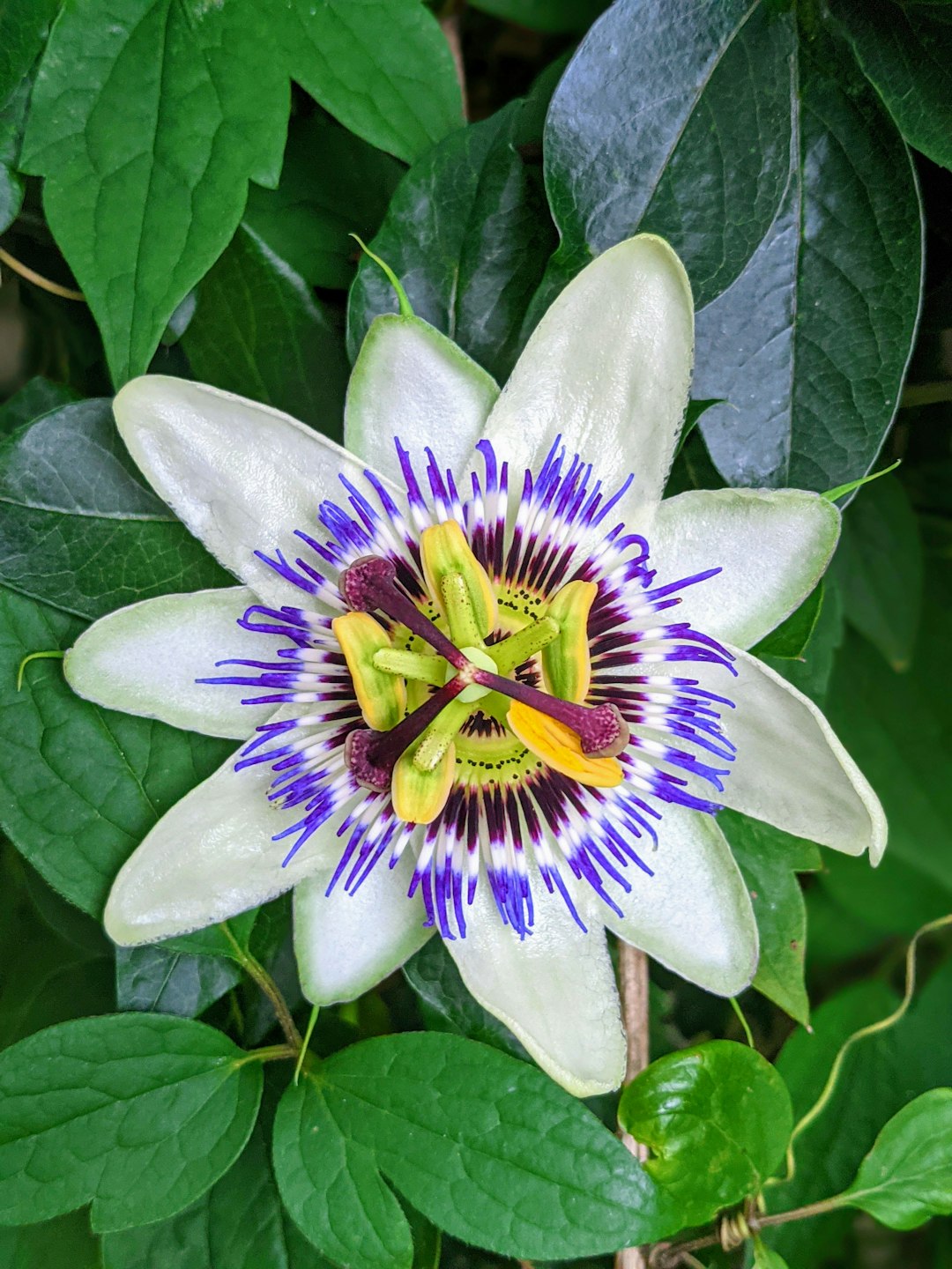 Pasiflora çiçeği